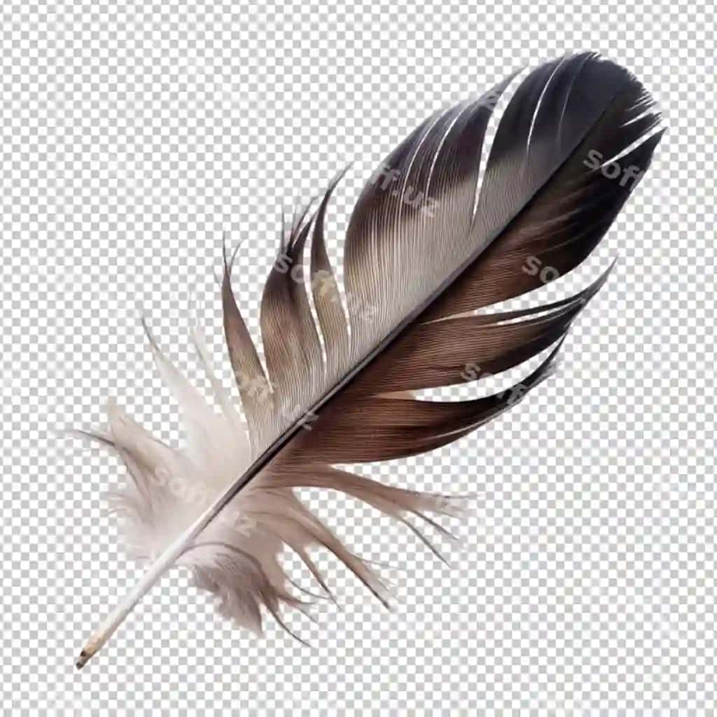 Qora oq tutuq ajraltirilgan shaffof orqa fonda | Black white feather isolated transparent background