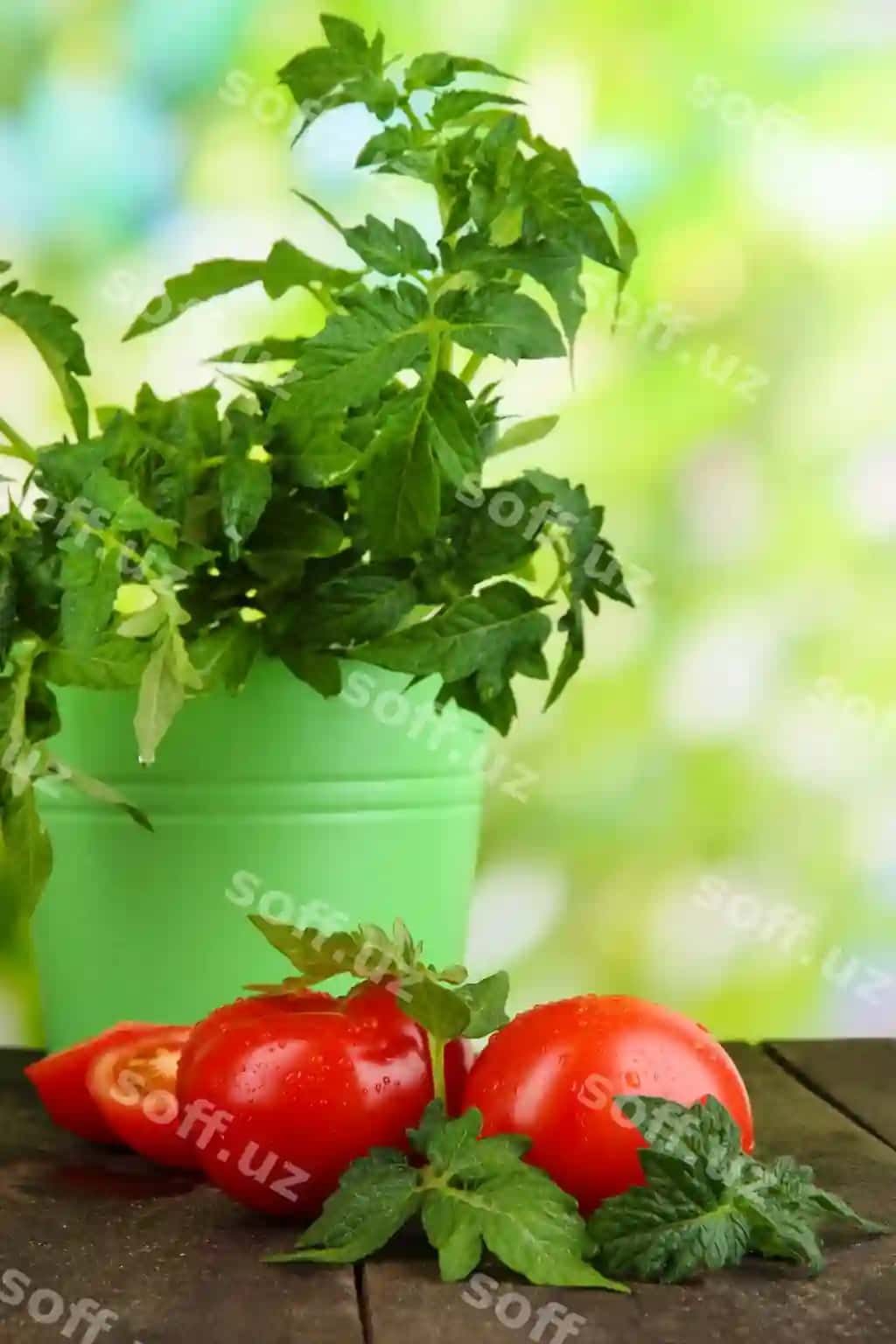 Yangi pomidorlar yosh ekintirish vedro varez jadval tabiiy fonda | Fresh tomatoes young plant bucket wooden table natural background