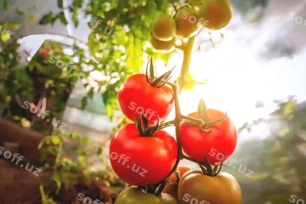 O'stirish qizil yashil pomidorlar o'lgam o'lgalanish pomidorlar uy seriya uy | Growing red green tomatoes ripe ripening tomatoes home greenhouse