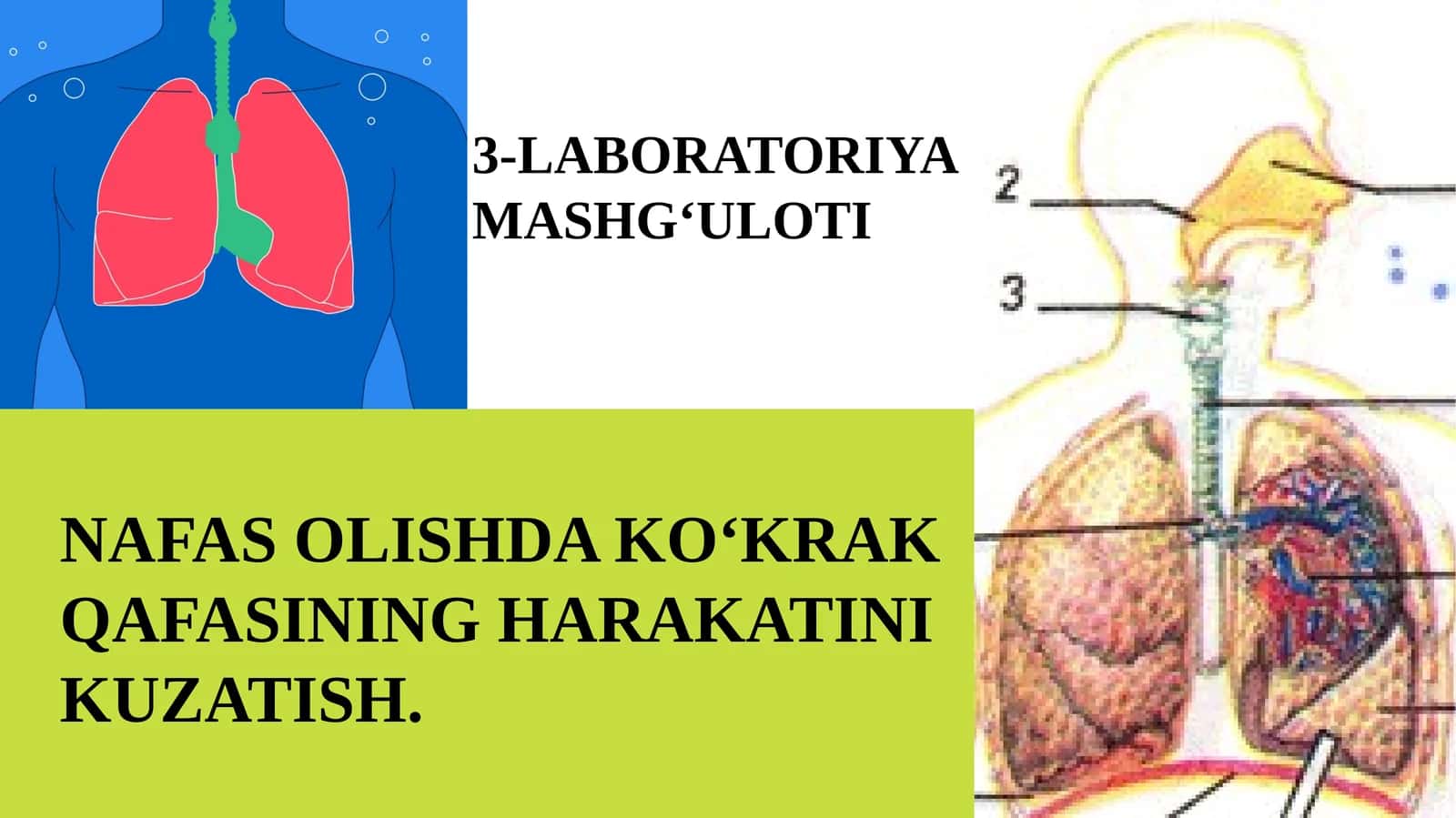 3-LABORATORIYA MASHG'ULOTI Nafas olishda ko‘krak qafasining harakatini kuzatish