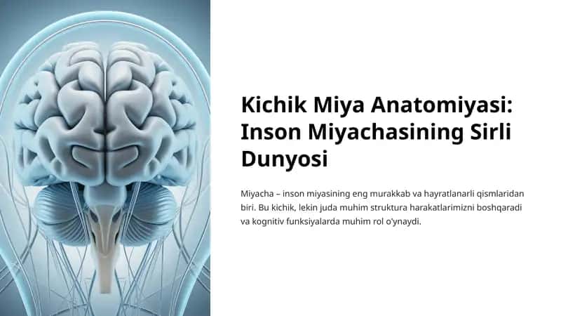 Kichik Miya Anatomiyasi: Inson Miyachasining Sirli Dunyosi
