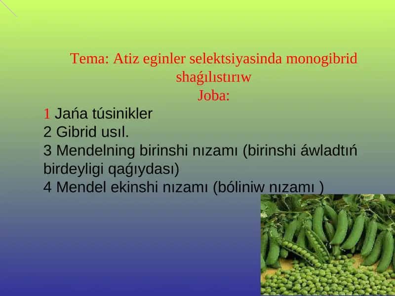Atiz eginler selektsiyasinda monogibrid shaǵılıstırıw
