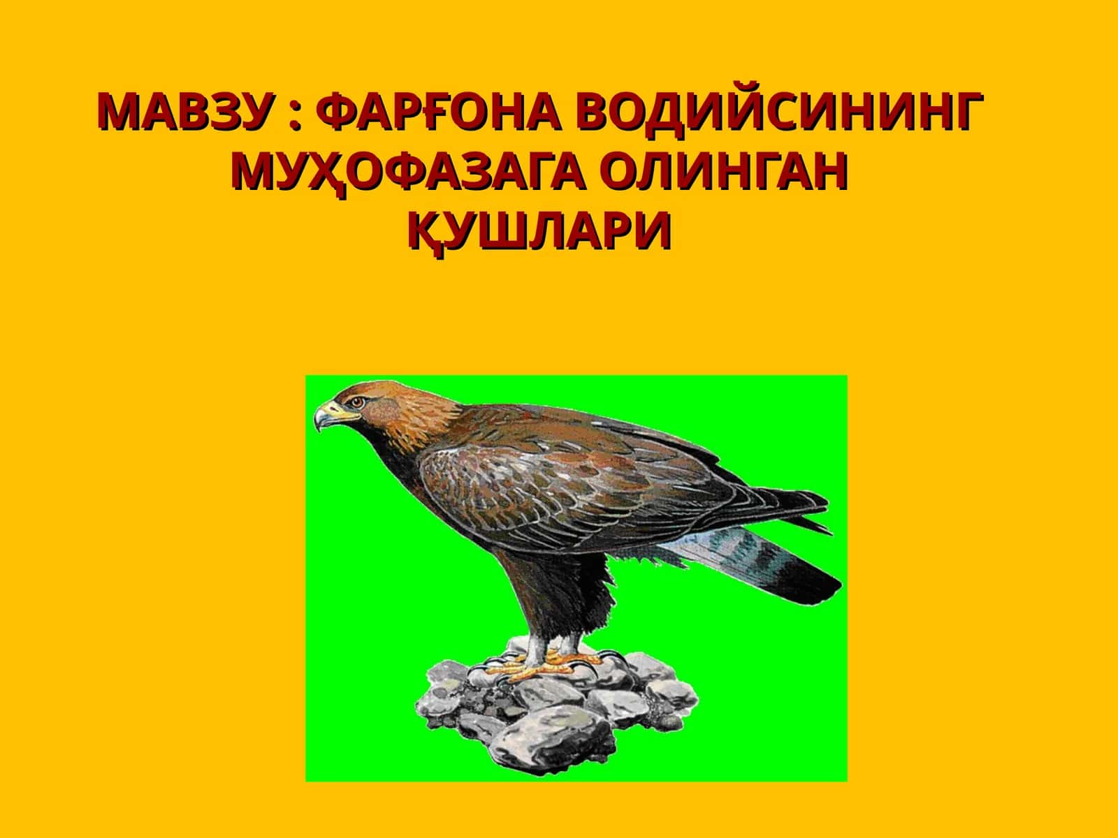 Фарғона водийсида учратилган кушлар