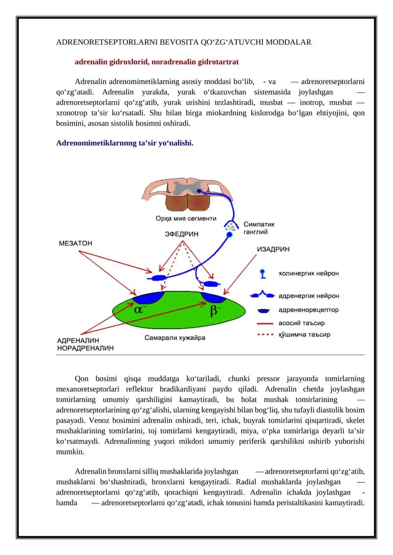 ADRENORETSEPTORLARNI BEVOSITA QО‘ZG‘ATUVCHI MODDALAR