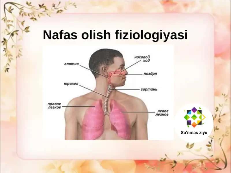 Nafas olish fiziologiyasi