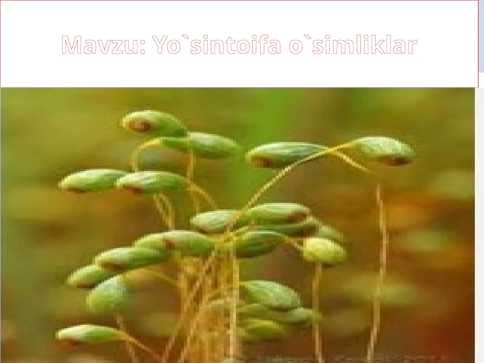 Yo`sintoifao`simliklar