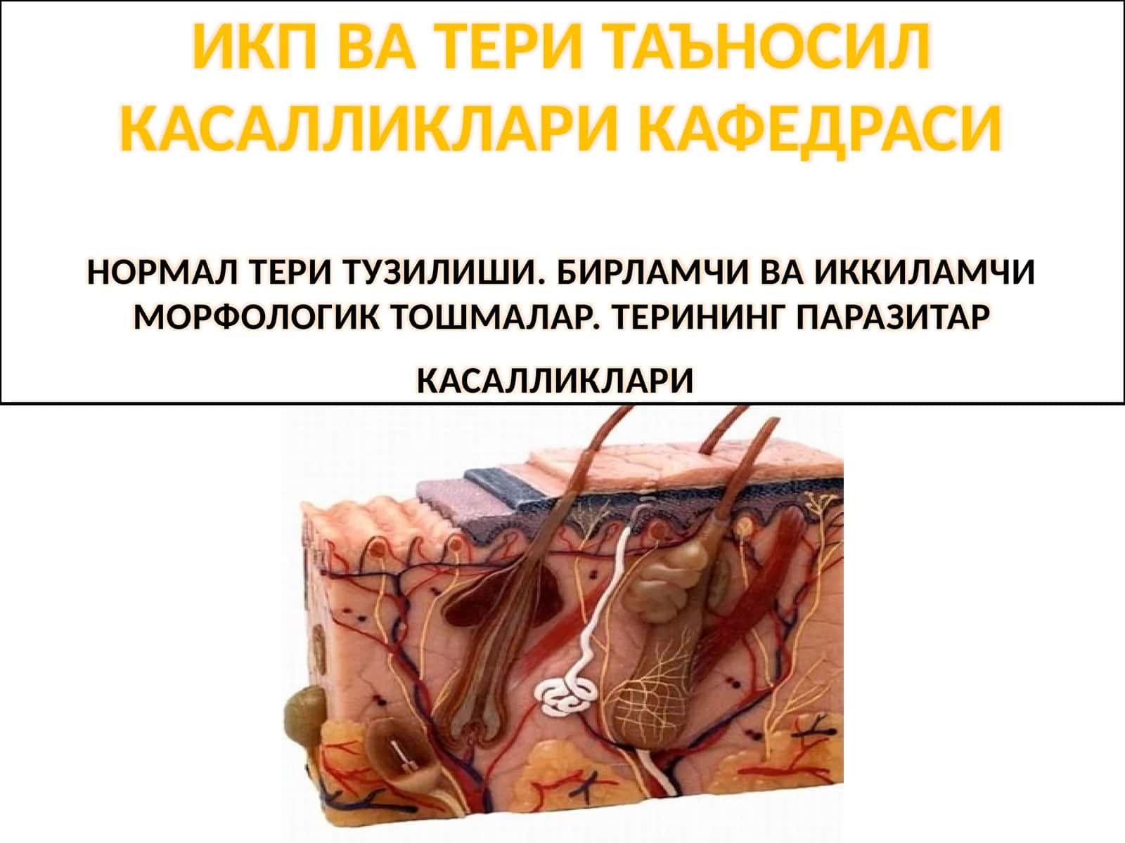 ИКП ВА ТЕРИ ТАЪНОСИЛ КАСАЛЛИКЛАРИ КАФЕДРАСИНИНИНГ ОРМАЛ ТЕРИ ТУЗИЛИШИ