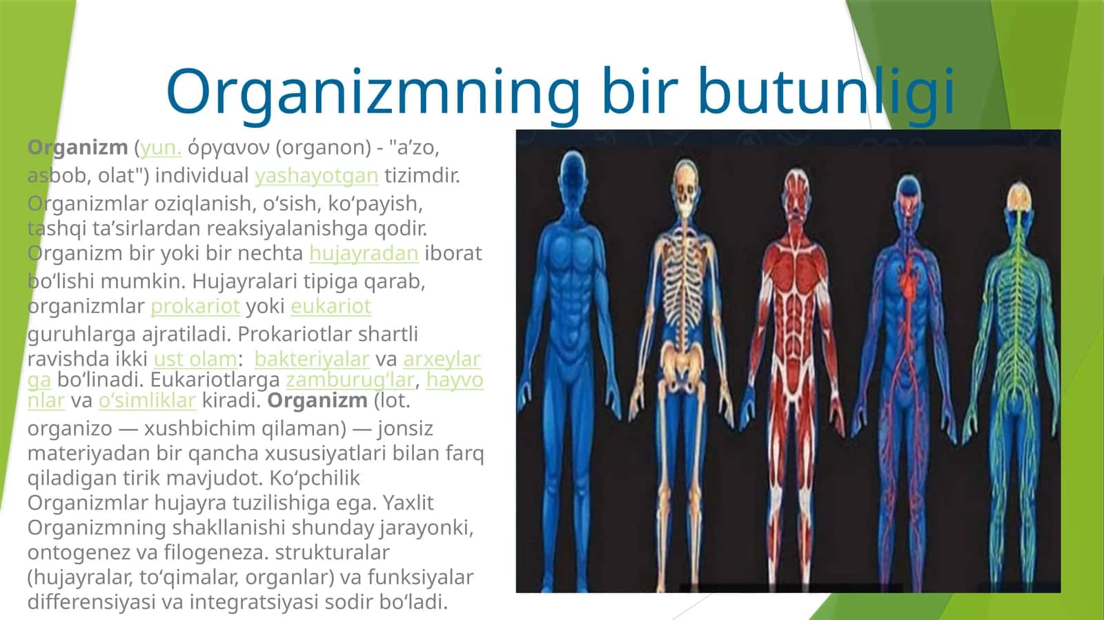 Organizmning bir butunligi