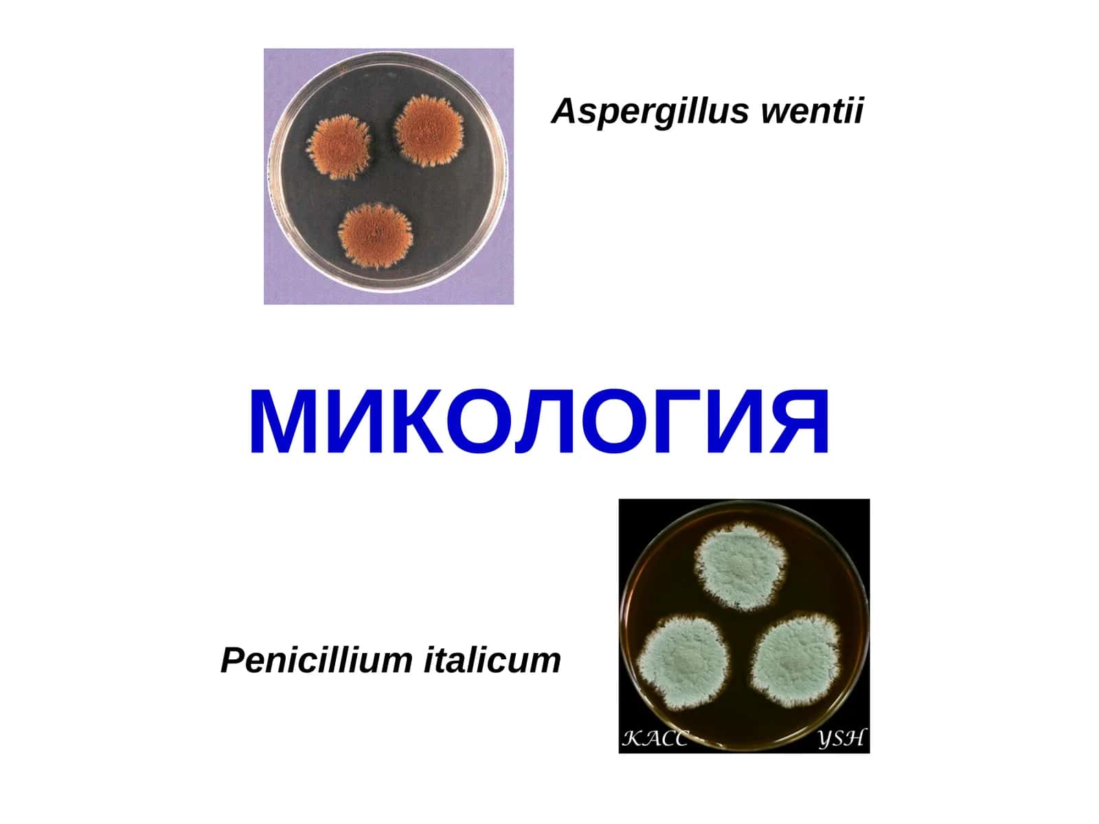 Микология фанининг мақсади, ривожланиш тарихи, аҳамиятива вазифалари