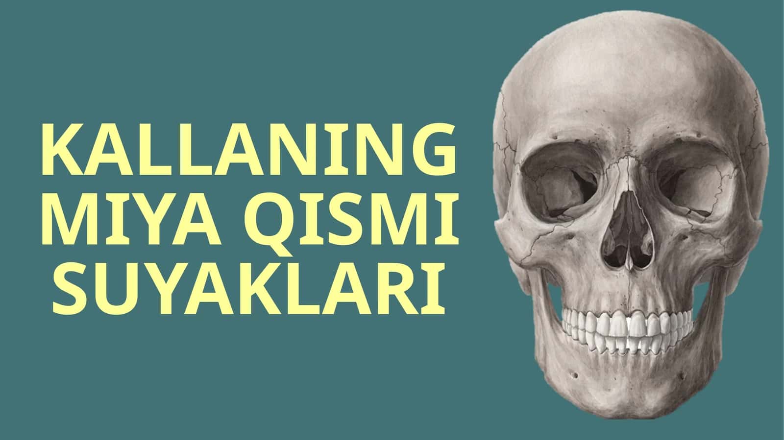 KALLANING MIYA QISMI SUYAKLARI