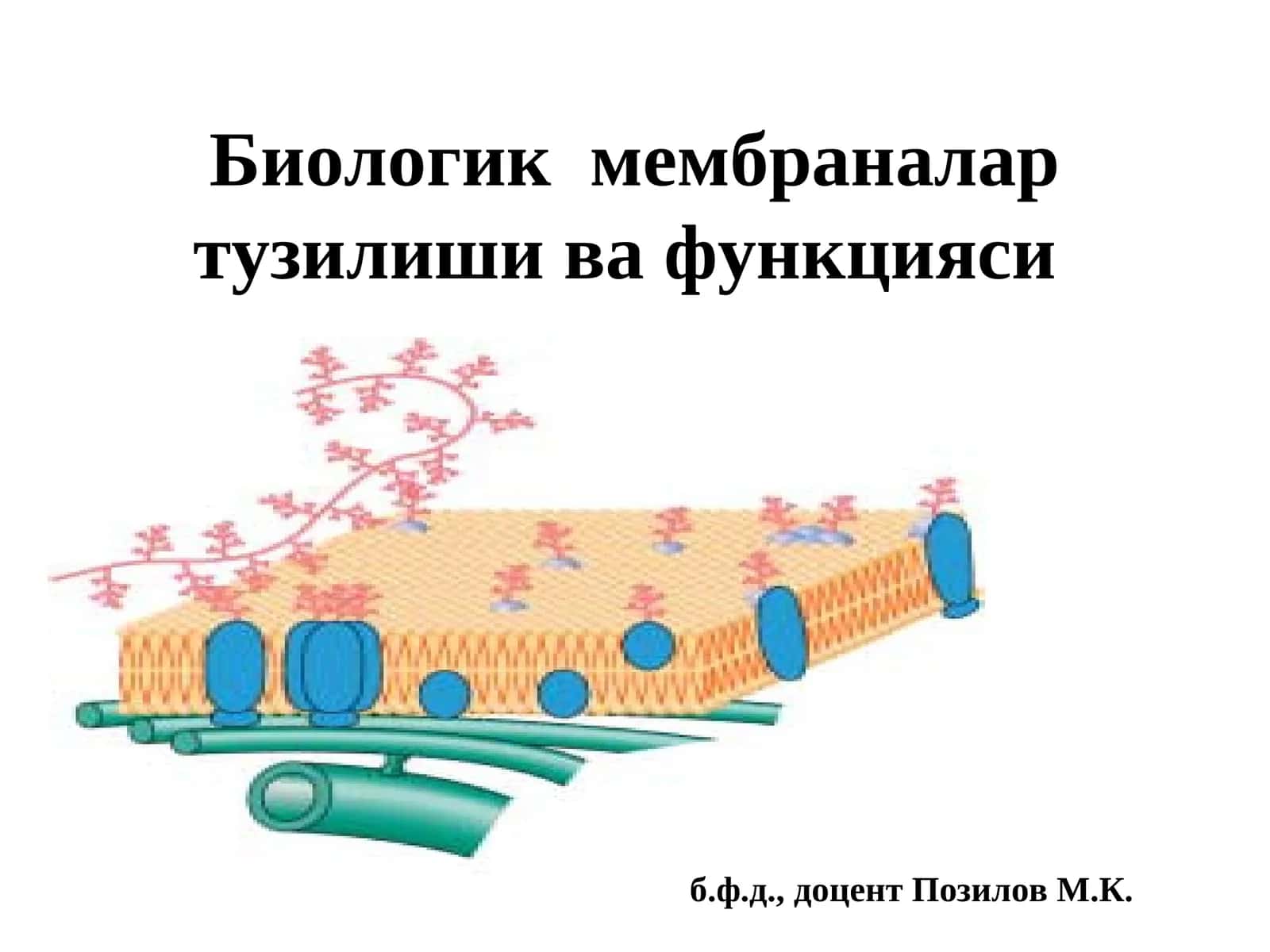 Биологик мембраналартузилиши ва функцияси