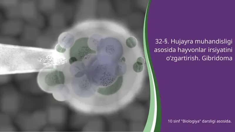 Hujayra muhandisligi asosida hayvonlar irsiyatini o‘zgartirish. Gibridoma