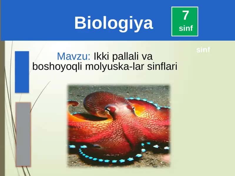 Ikkipallali va boshluq molluskalar sinfi