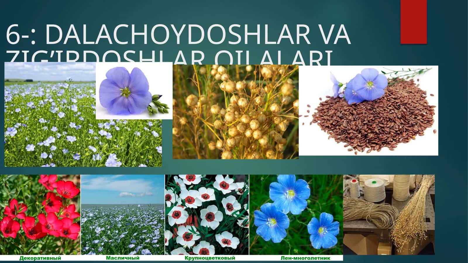 DALACHOYDOSHLAR VA ZIG’IRDOSHLAR OILALARI
