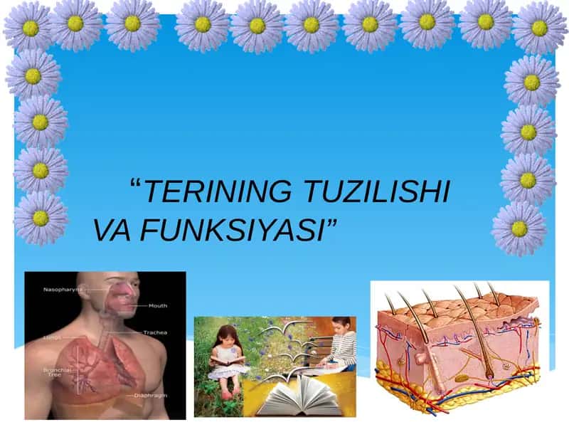TERINING TUZILISHI VAFUNSIYASI