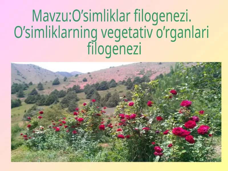 O’simliklar filogenezi