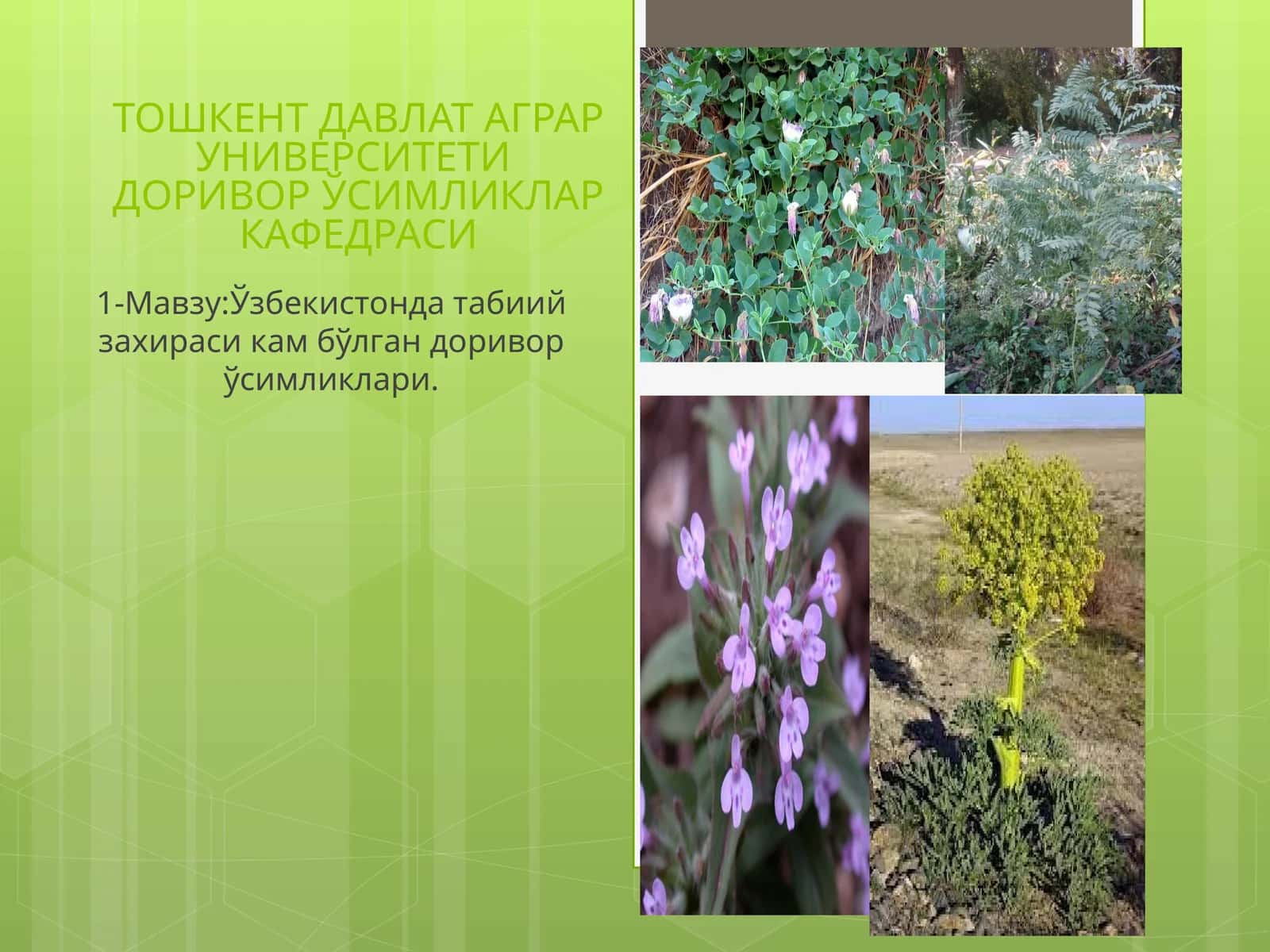 Тошкент давлат аграр университети доривор ўсимликлар кафедраси