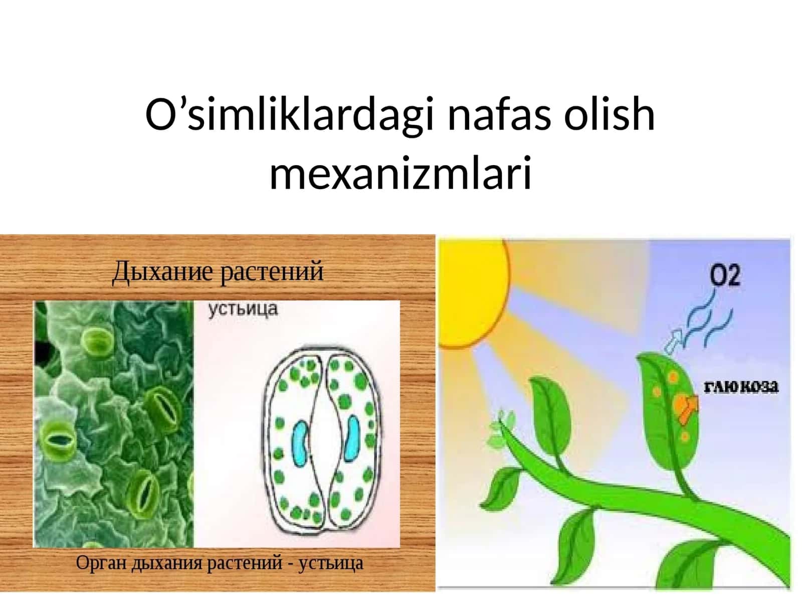 O’simliklardaginafasolishmexanizmlari