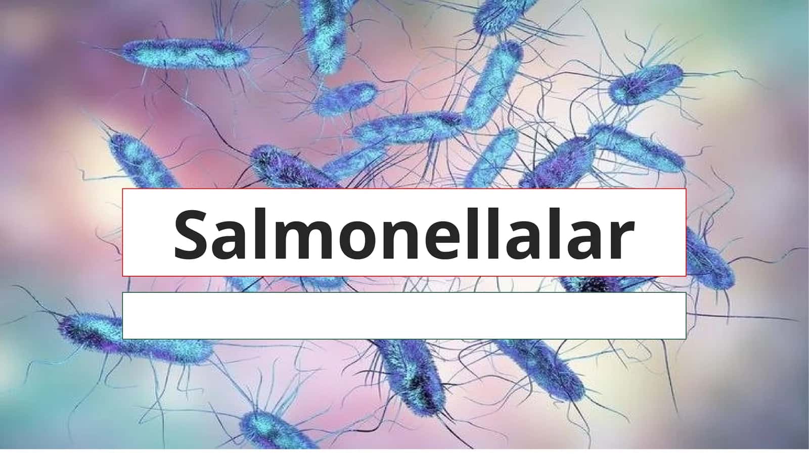 Salmonellalar