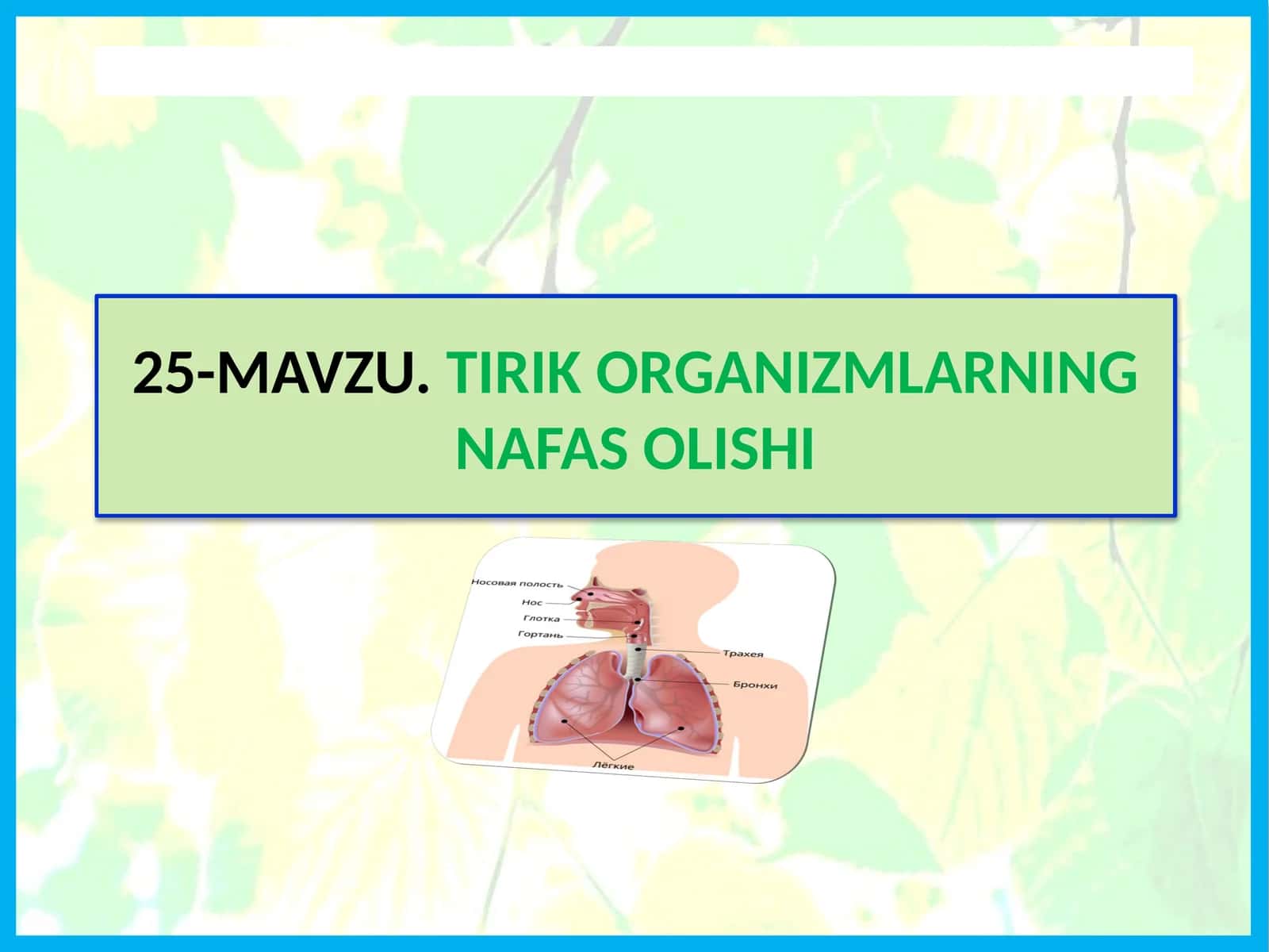 TIRIK ORGANIZMLARNING NAFAS OLISHI