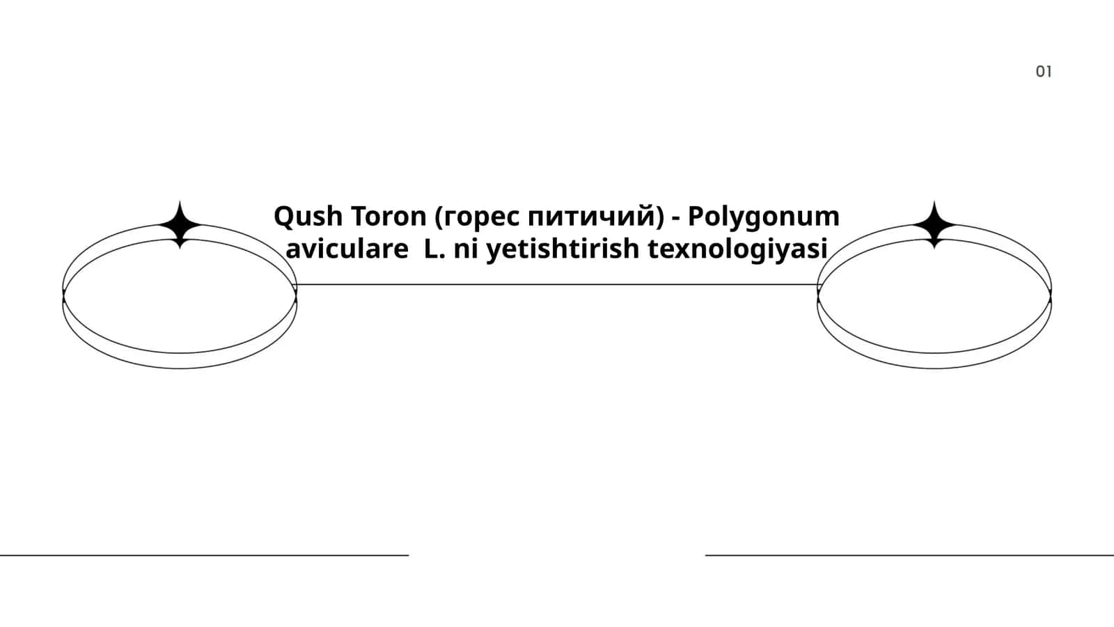 Qush Toron (горес питичий) - Polygonum aviculare L. ni yetishtirish texnologiyasi