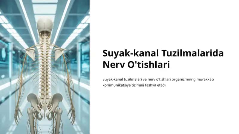 Suyak-kanal Tuzilmalari va Nerv O'tishlari