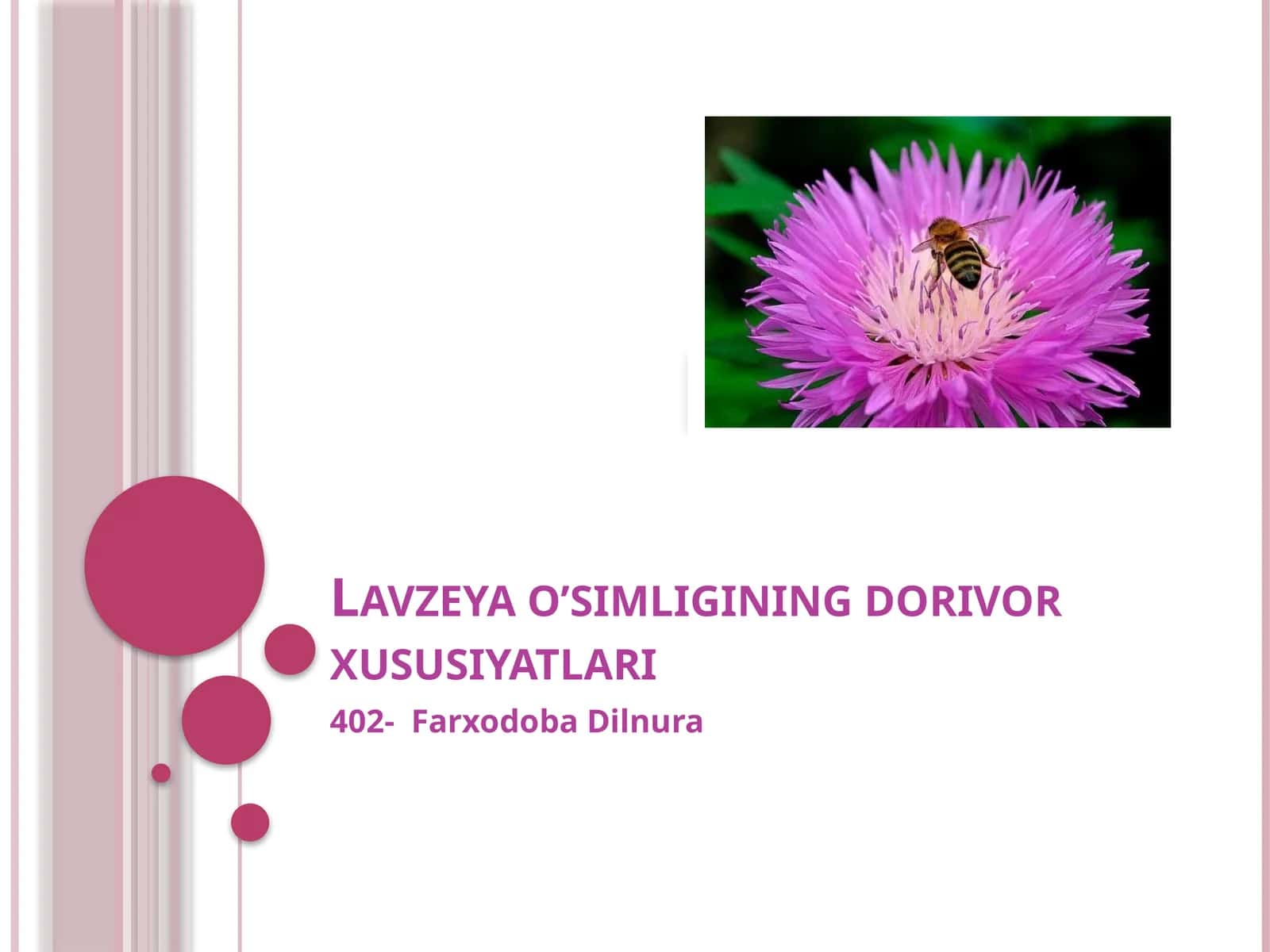 Lavzeya o’simligining dorivor xususiyatlari