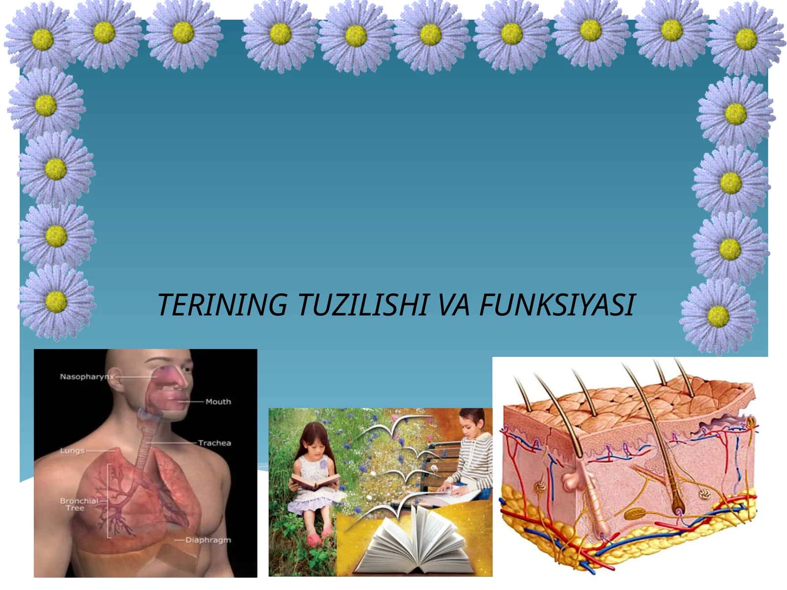 TERINING TUZILISHI VA FUNKSIYASI