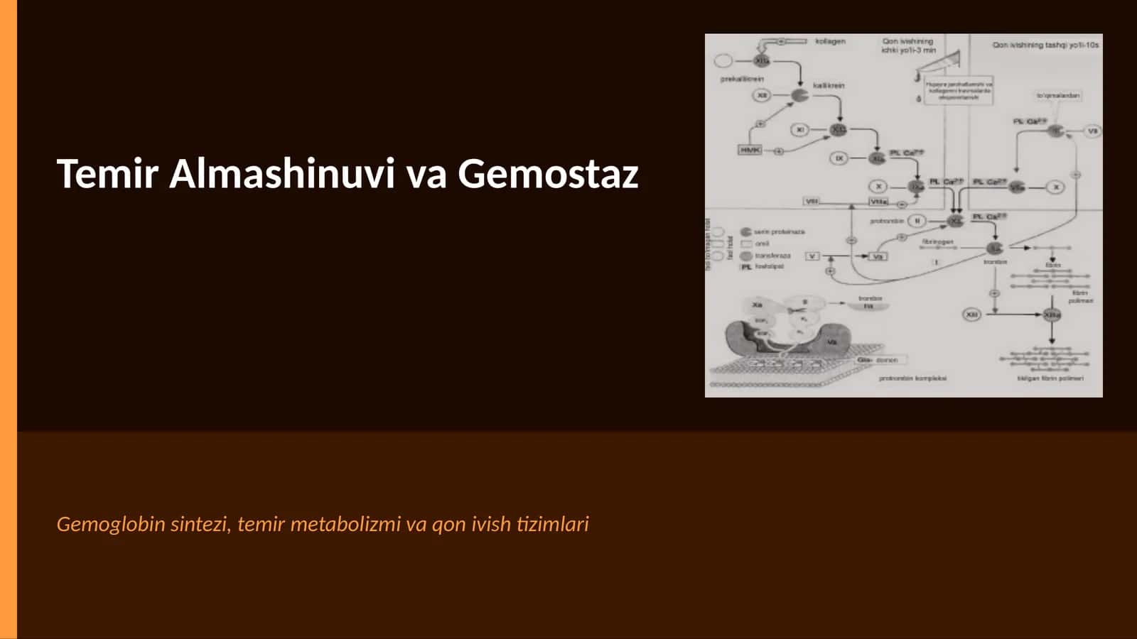 Temir Almashinuvi va Gemostaz