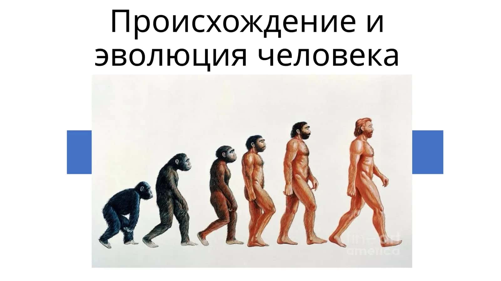 Происхождение и эволюция человека