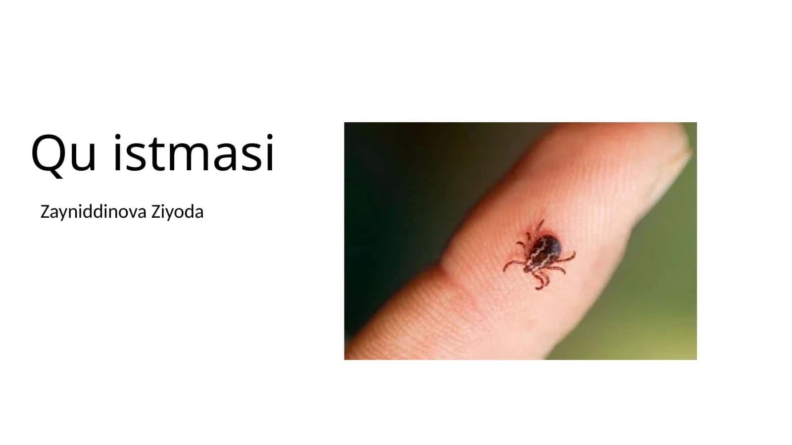 Q isitmasi