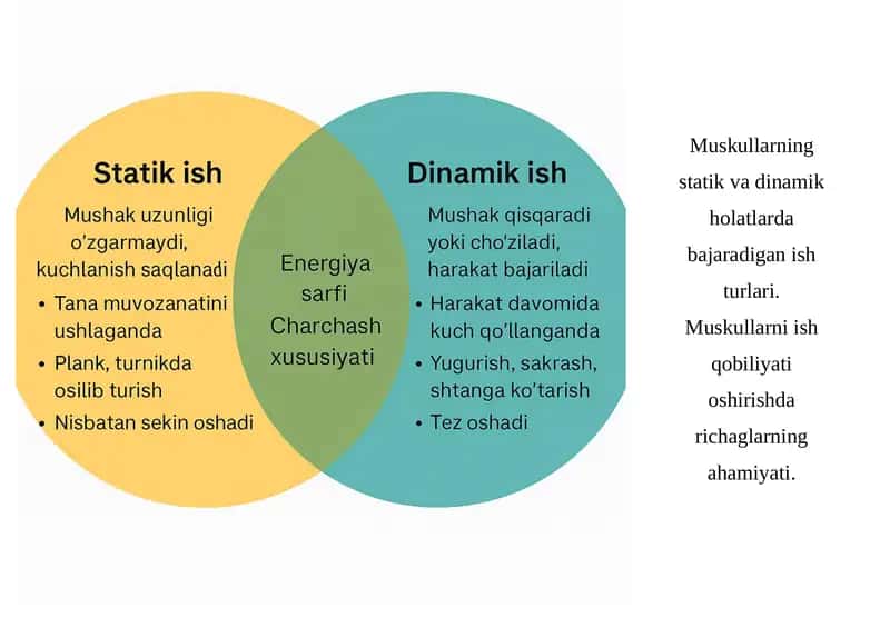 Muskullarning statik va dinamik holatlarda bajaradigan ish turlari