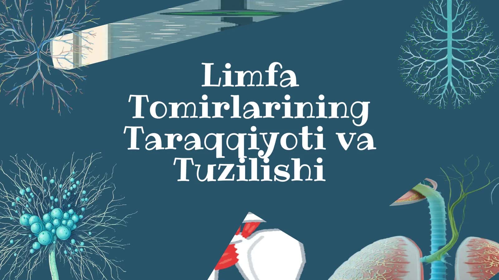 Limfa tomirlarining taraqqiyoti va tuzilishi