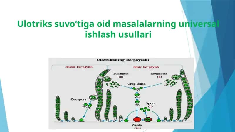 Ulotriks jinsiy ko‘payish texnologiyasi