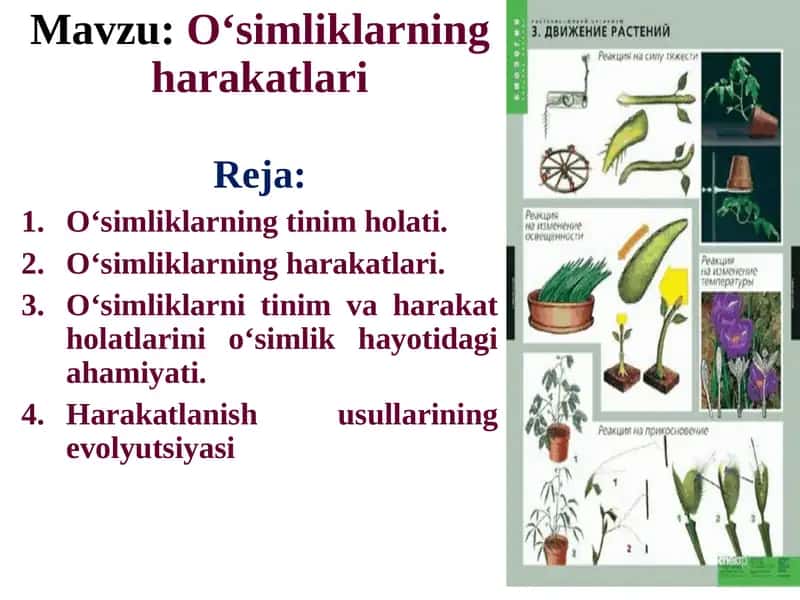 O‘simliklarning harakatlari
