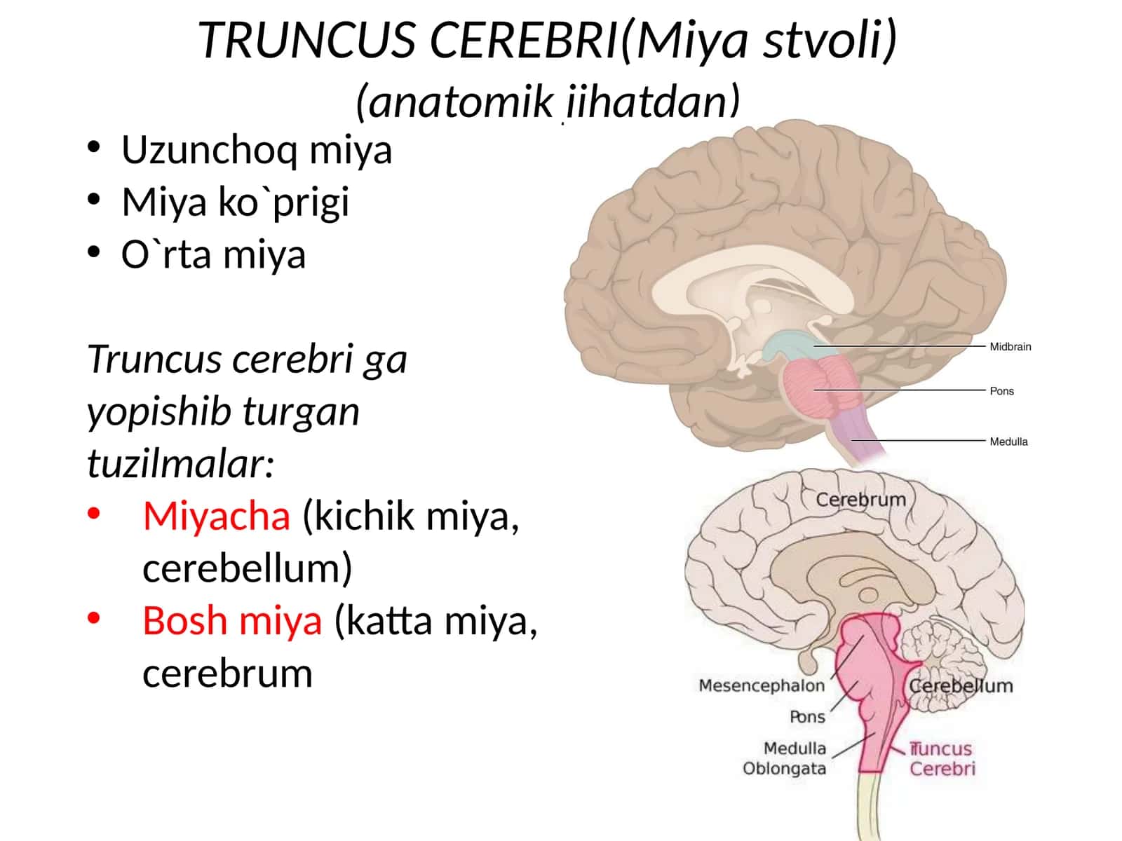TRUNCUS CEREBRI(Miyastvoli)(anatomikjihatdan)
