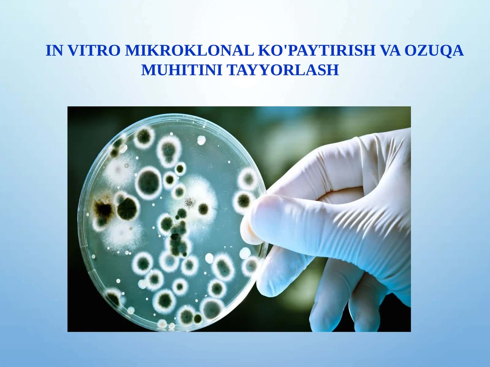IN VITRO MIKROKLONAL KO'PAYTIRISH VA OZUQA MUHITINI TAYYORLASH