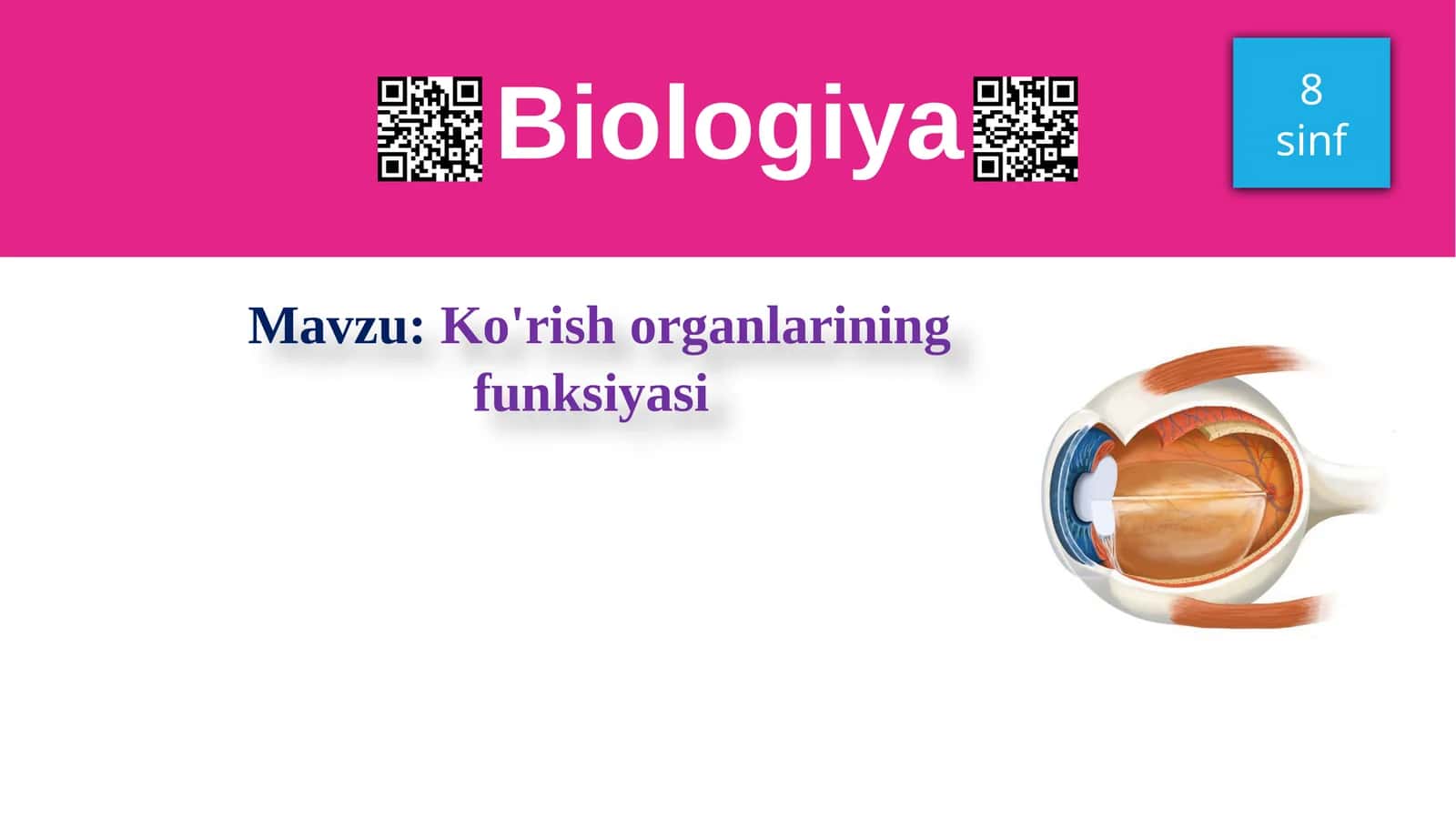 Ko'rishorganlarining funksiyasi