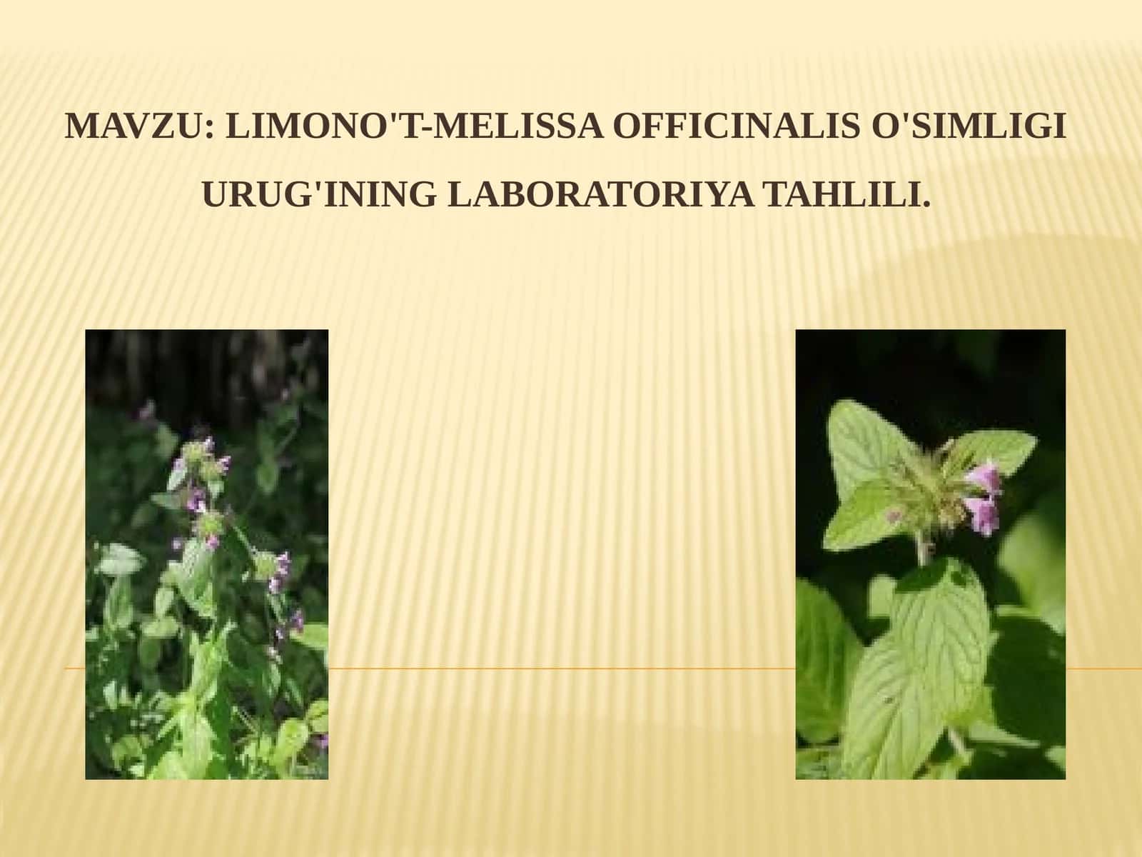 LIMONO'T-MELISSA OFFICINALIS O'SIMLIGI URUG'INING LABORATORIYA TAHLILI