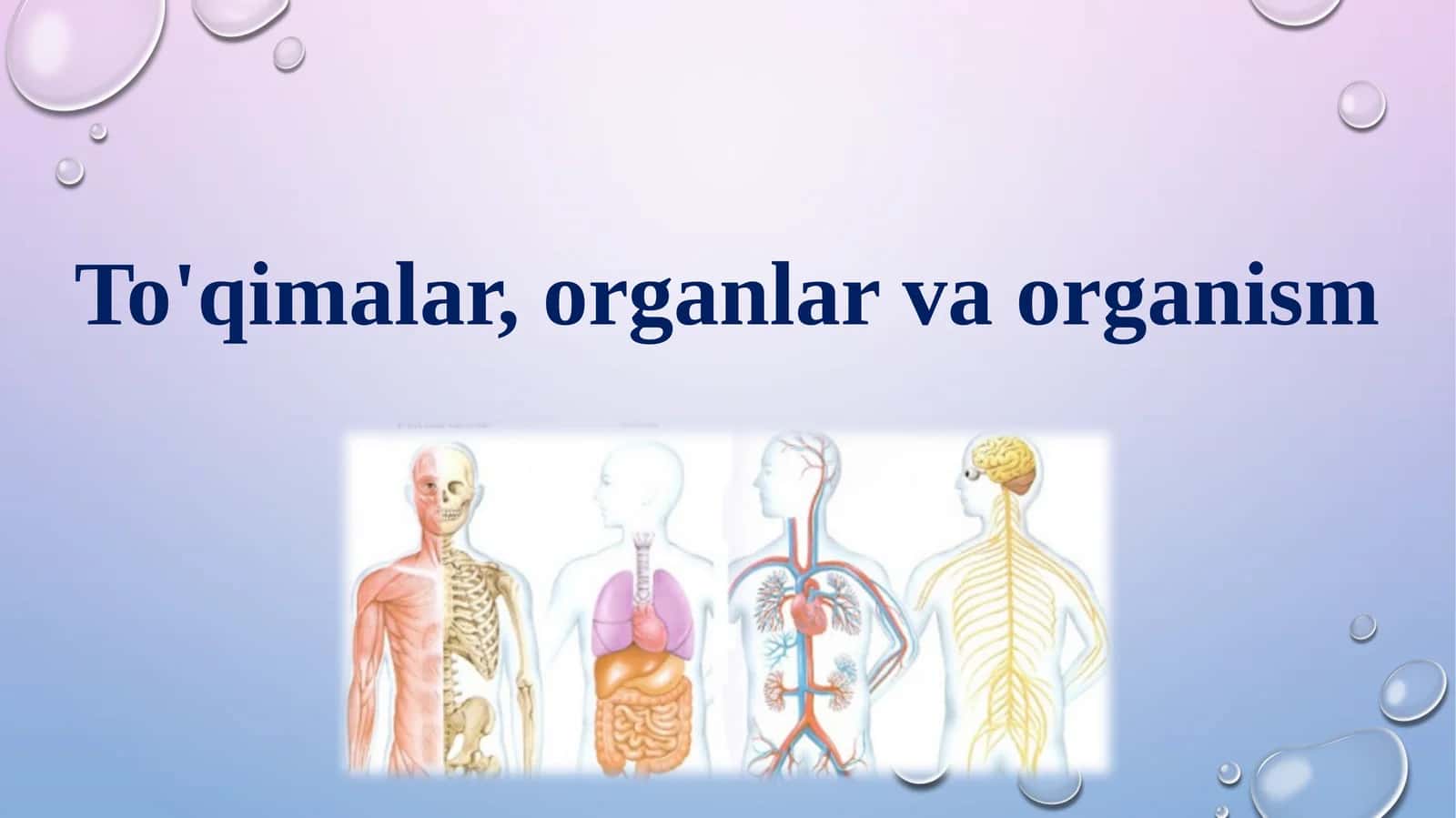 To'qimalar, organlar va organizm