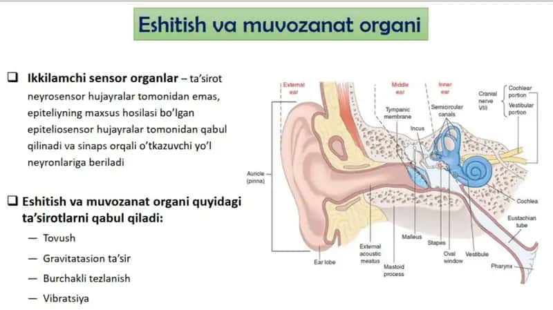 Sezgi organlari:eshituv organi gistologiyasi