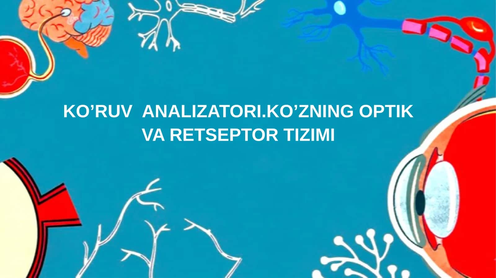 KO’RUV ANALIZATORI.KO’ZNING OPTIK VA RETSEPTOR TIZIMI