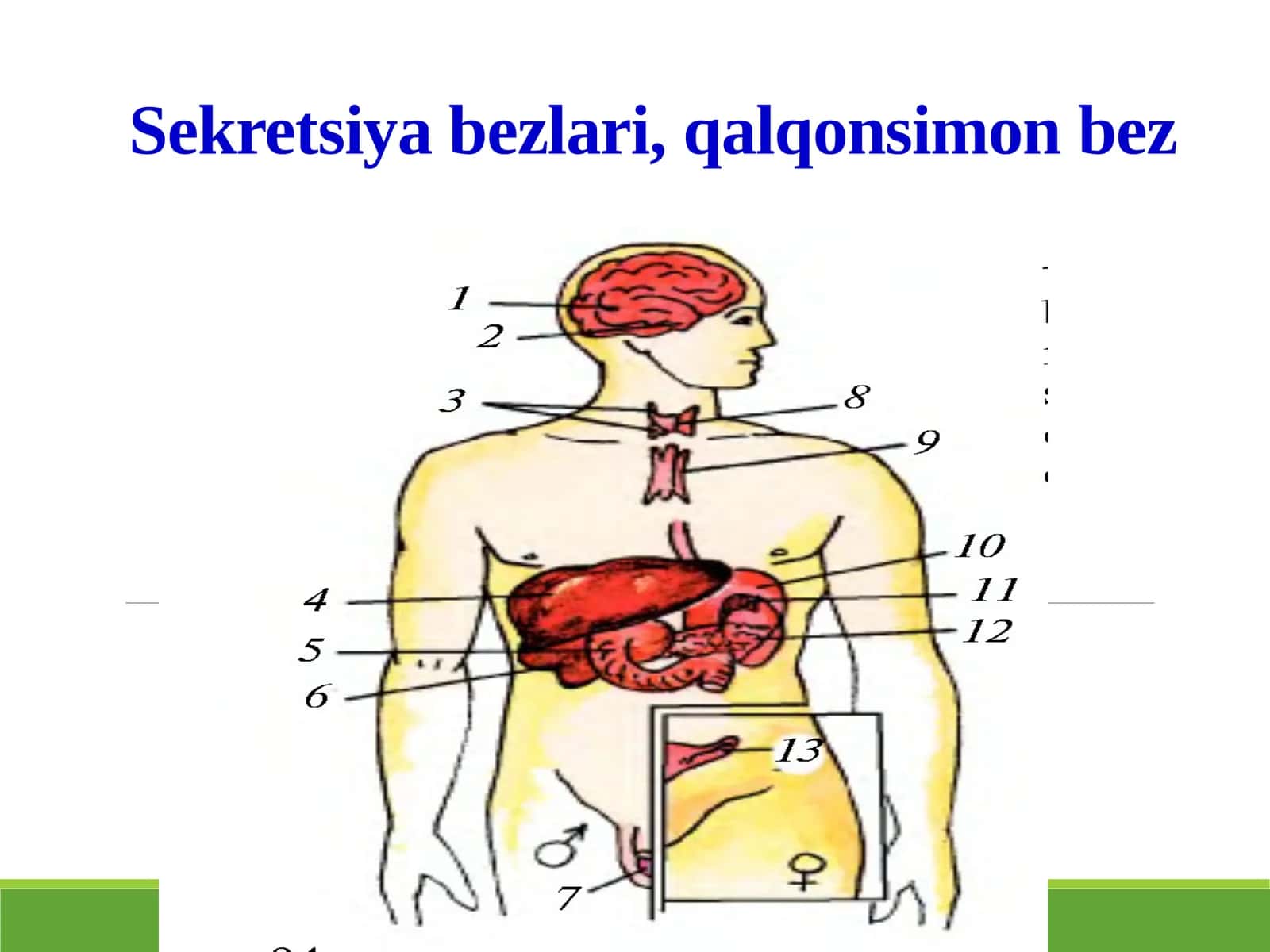 Ichki sekretsiya bezlari