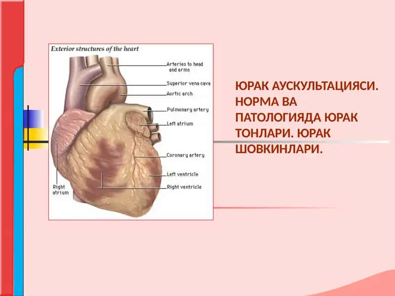 ЮРАК АУСКУЛЬТАЦИЯСИ