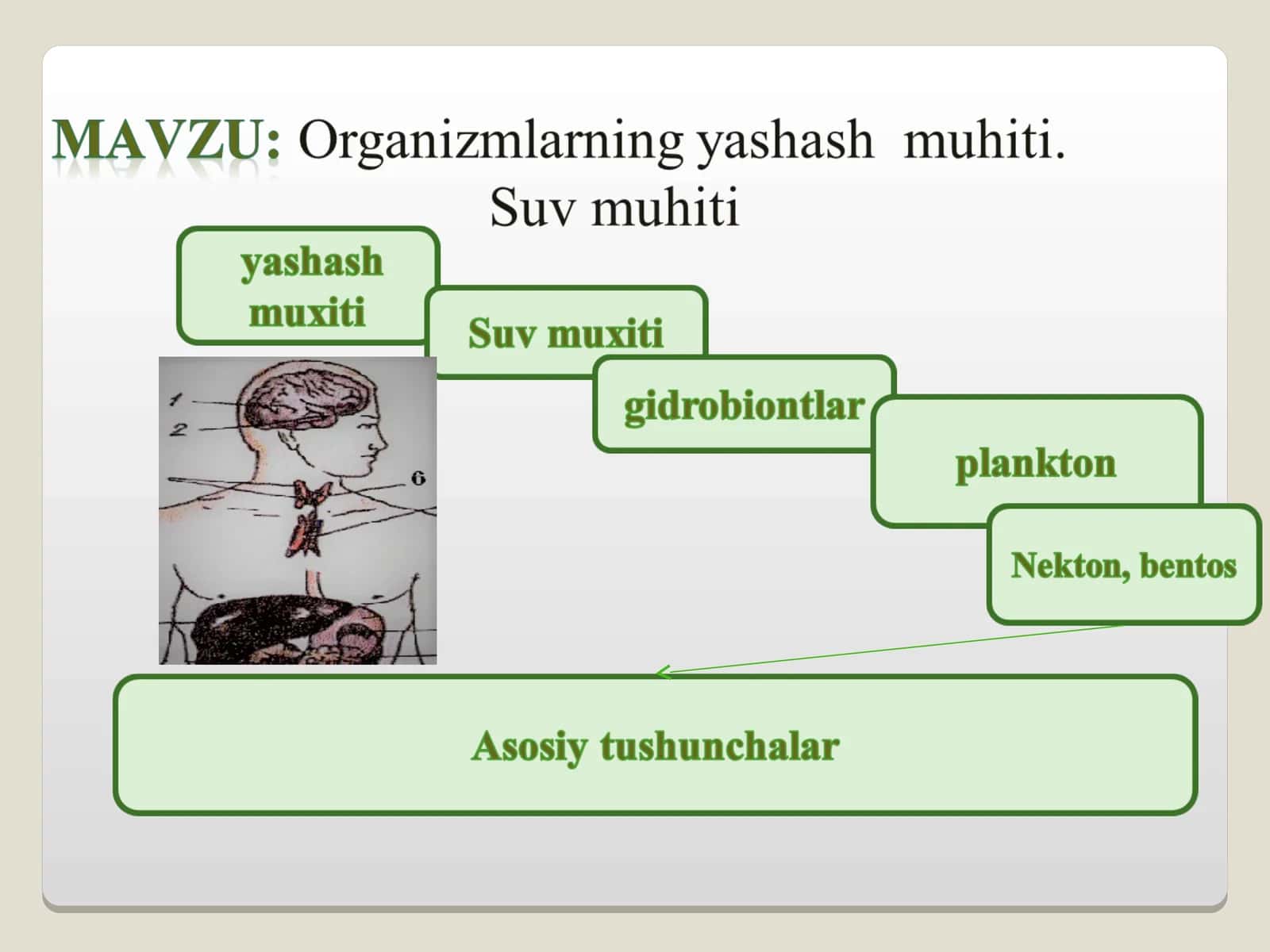 Ekologik omillar