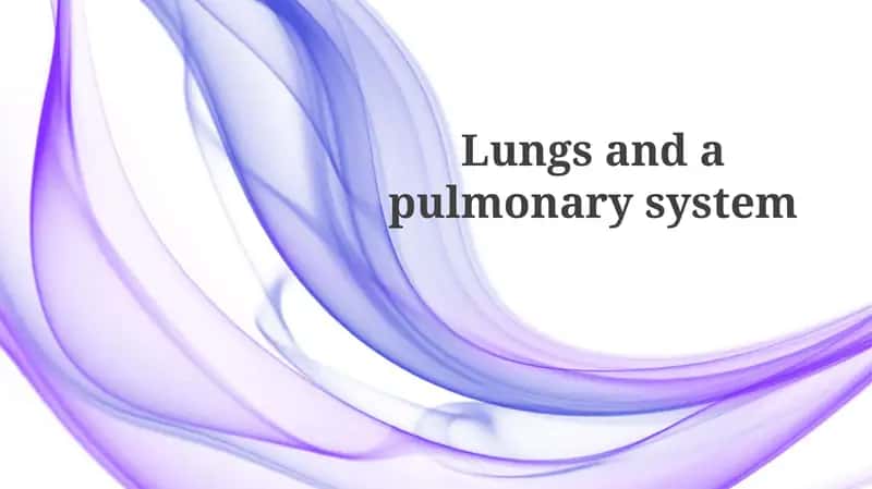 Anatomy of the Lungs