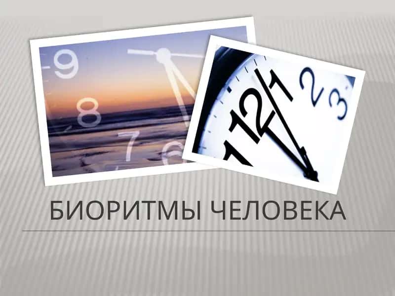 Биоритмы человека