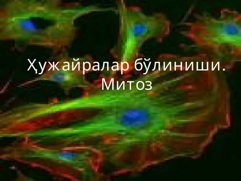 Митоз