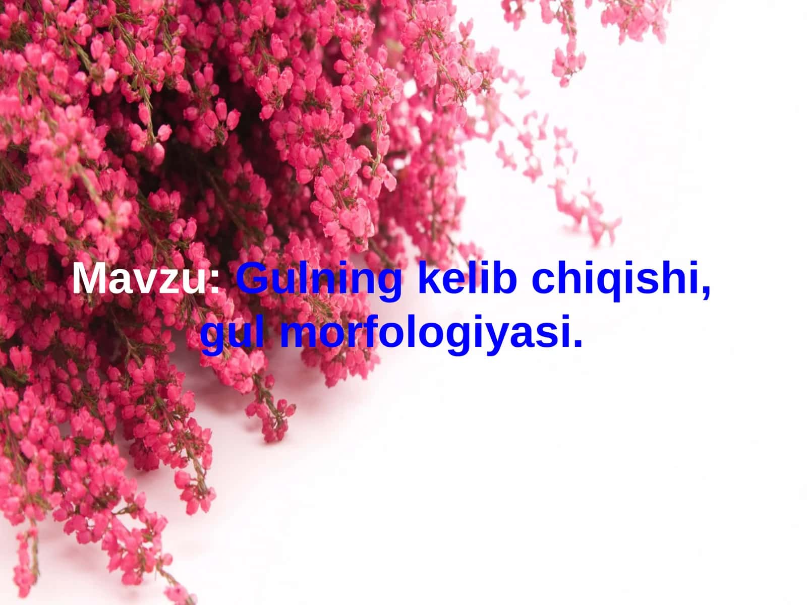 Gulning kelib chiqishi, gul morfologiyasi