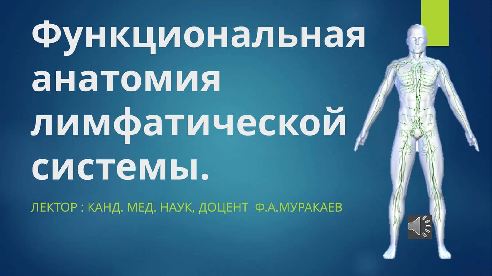 Функциональная анатомия лимфатической системы